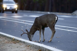 deer standing on the side of the road in front of an oncoming car